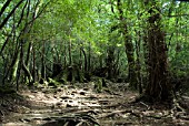 FOREST,  YAKUSHIMA,  JAPAN