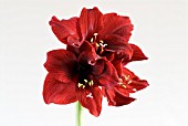 HIPPEASTRUM LOYALTY,  AMARYLLIS