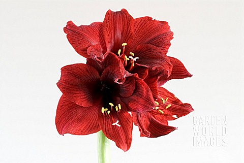 HIPPEASTRUM_LOYALTY__AMARYLLIS