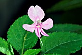 IMPATIENS PSEUDOVIOLA,  BUSY LIZZIE