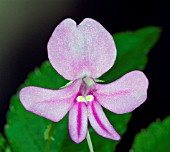 IMPATIENS PSEUDOVIOLA,  BUSY LIZZIE