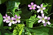 OXALIS CORYMBOSSA,  CORYMB WOOD SORREL