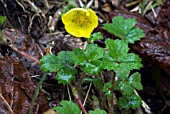 POTENTILLA STOLONIFERA,  KIRISHIMA,  JAPAN