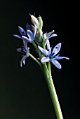 SCILLA LINGULATA VAR CILIOATA