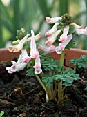 CORYDALIS SOLIDA BETH EVANS