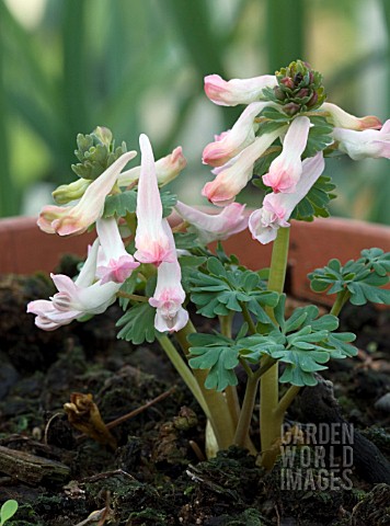 CORYDALIS_SOLIDA_BETH_EVANS