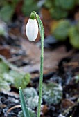 GALANTHUS BRENDA TROYLE,  SNOWDROP