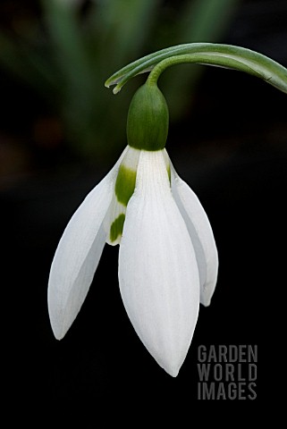 GALANTHUS_FREDS_GIANT__SNOWDROP