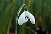 GALANTHUS GINNS IMPERATI,  SNOWDROP