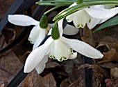 GALANTHUS LADY BEATRIX STANLEY,  SNOWDROP