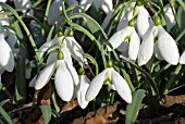 GALANTHUS LITTLE BEN