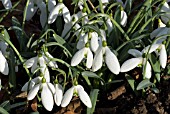 GALANTHUS LITTLE BEN