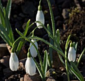 GALANTHUS MAGNET