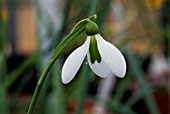 GALANTHUS MERLIN,  SNOWDROP