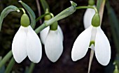 GALANTHUS MRS BACKHOUSE