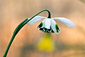 GALANTHUS NERISSA,  SNOWDROP