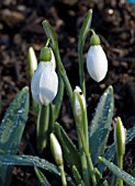 GALANTHUS NIVALIS ANGLESEY ABBEY,  SNOWDROP