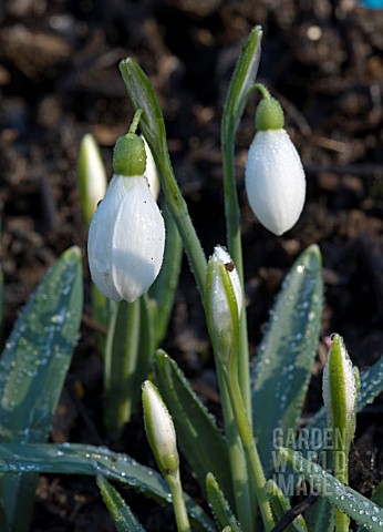 GALANTHUS_NIVALIS_ANGLESEY_ABBEY__SNOWDROP