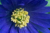 ANEMONE BLANDA BLUE SHADES