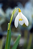 GALANTHUS NIVALIS SANDERSII GROUP