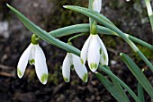 GALANTHUS NIVALIS SCHARLOCKII GROUP,  SNOWDROPS