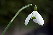 GALANTHUS S ARNOTT,  SNOWDROP