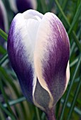 CROCUS CHRYSANTHUS PRINS CLAUS