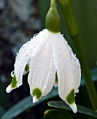 LEUCOJUM VERNUM,  SPRING SNOWFLAKE