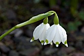 LEUCOJUM VERNUM,  SPRING SNOWFLAKE