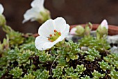 SAXIFRAGA CUMULUS,  SAXIFRAGA