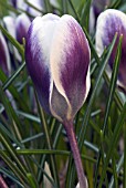 CROCUS CHRYSANTHUS PRINS CLAUS