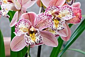 CYMBIDIUM CASTLE OF MEY COOKSBRIDGE JESTER