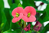 EUPHORBIA MILII, CROWN OF THORNS