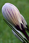 CROCUS VERNUS PICKWICK