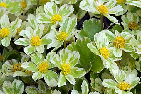 HACQUETIA_EPIPACTIS_THOR