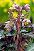 HELLEBORUS LIVIDUS, HELLEBORE