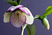 HELLEBORUS X HYBRIDUS  PICOTEE, HELLEBORE