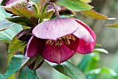 HELLEBORUS X HYBRIDUS PINK LADY, (HELLEBORE PINK LADY)