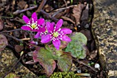 HEPATICA NOBILIS VAR RUBRA