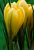 CROCUS VERNUS YELLOW