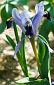 IRIS ROSENBACHIANA