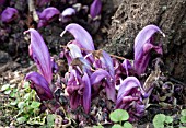 LATHRAEA CLANDESTINA, PURPLE TOOTHWORT