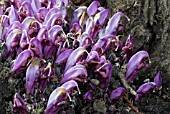 LATHRAEA CLANDESTINA, PURPLE TOOTHWORT