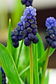 MUSCARI LATIFOLIUM BLUE ANGELS