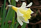 NARCISSUS LITTLE BEAUTY, DAFFODIL