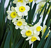 NARCISSUS  MINNOW, DAFFODIL