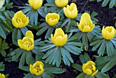 ERANTHIS HYEMALIS (WINTER ACONITE)