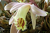 PLEIONE HYBRID