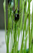 PTEROSTYLIS PEDUNCULATA, GREENHOOD ORCHID