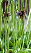 PTEROSTYLIS PEDUNCULATA